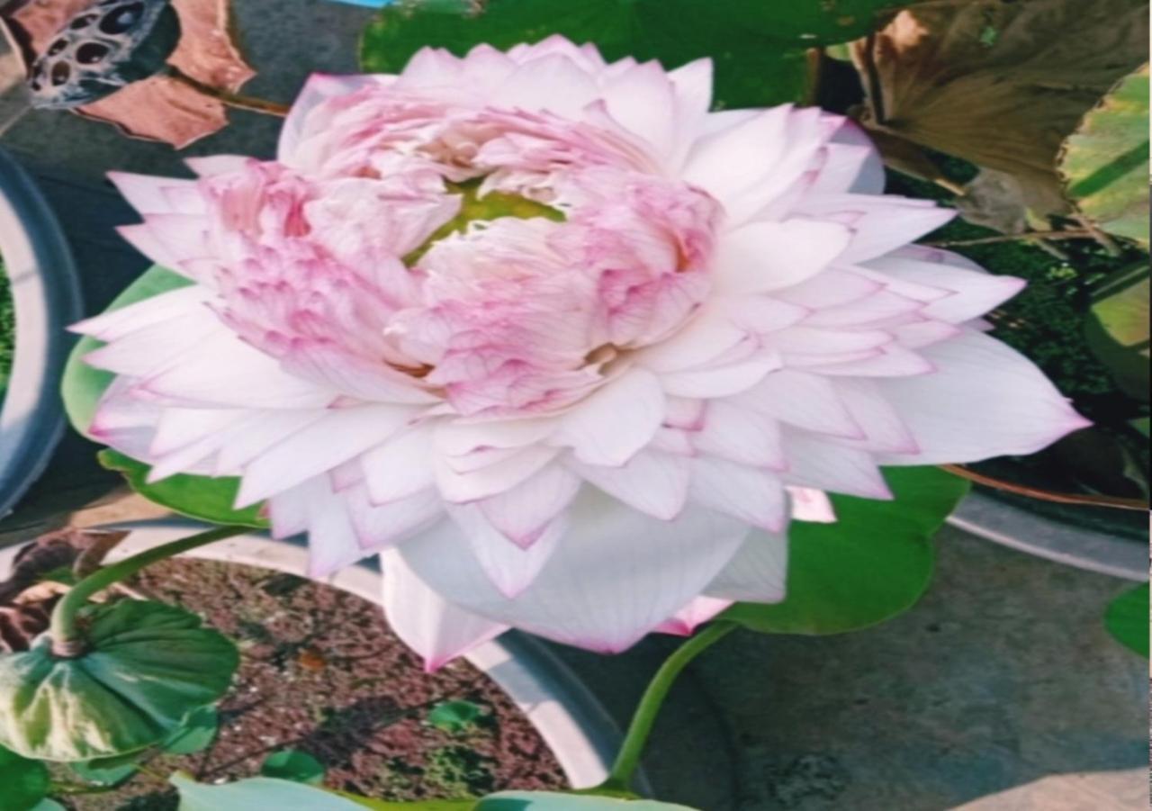 Raelyn'S Homestay Kochi Dış mekan fotoğraf