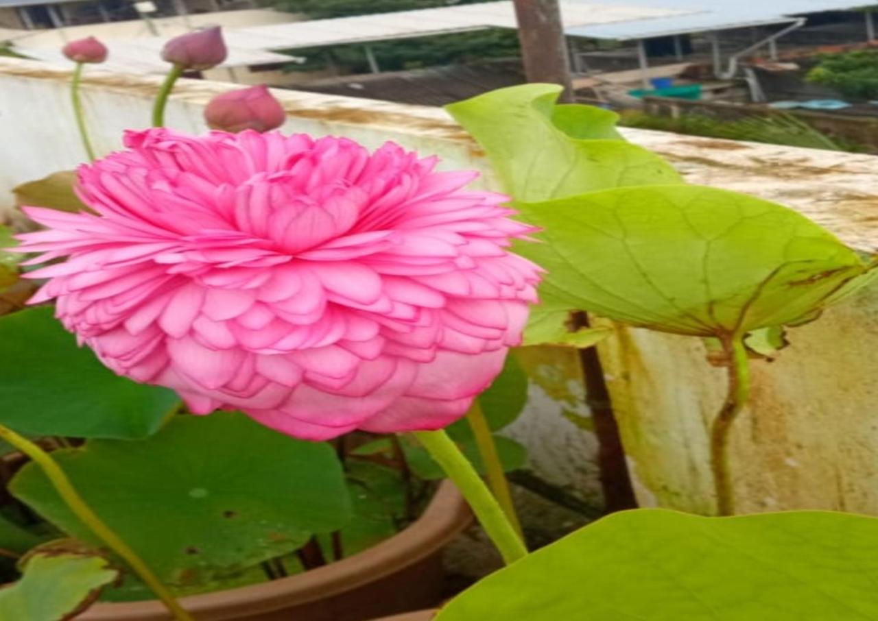 Raelyn'S Homestay Kochi Dış mekan fotoğraf